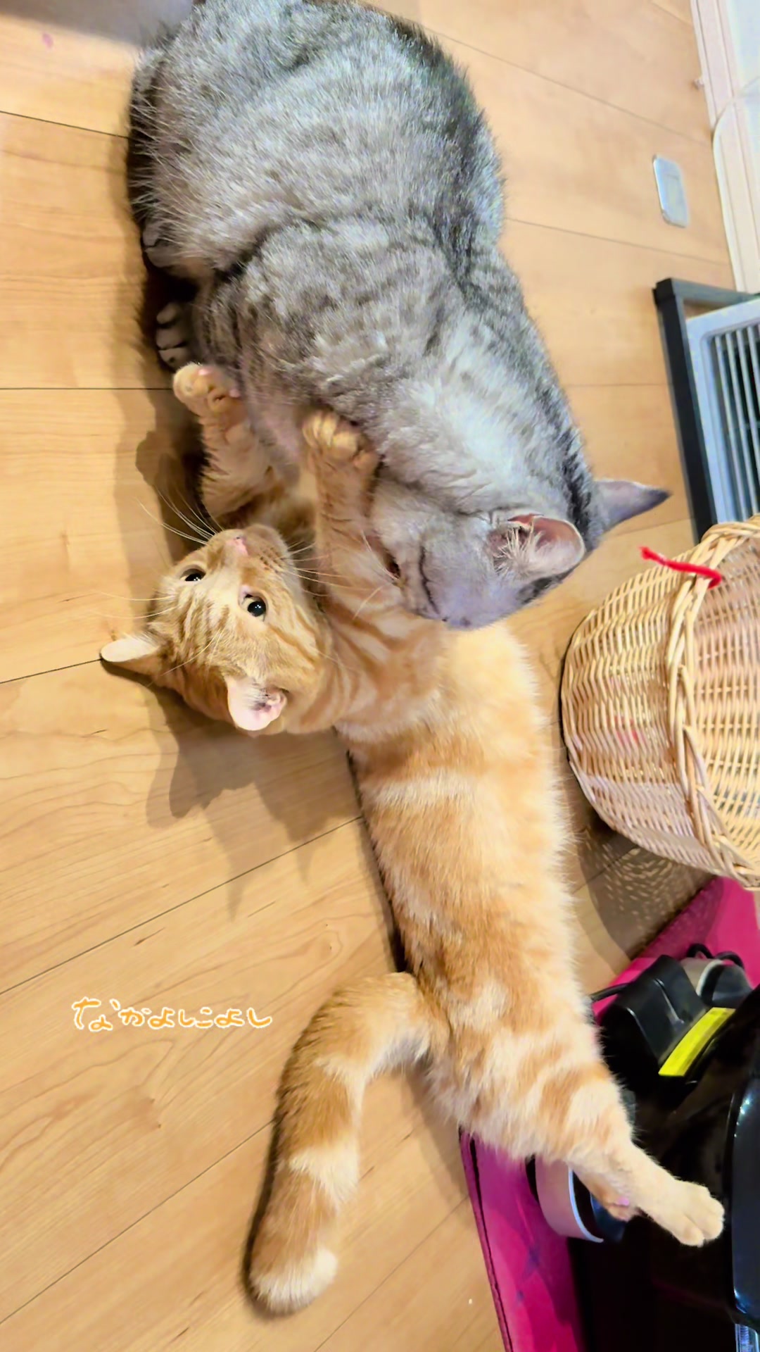 @大福兄弟😽