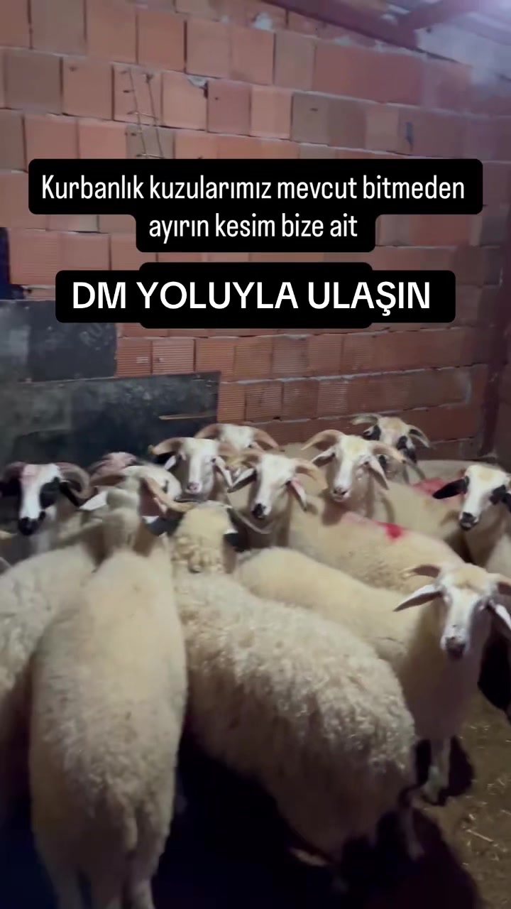 @Ferdi demir