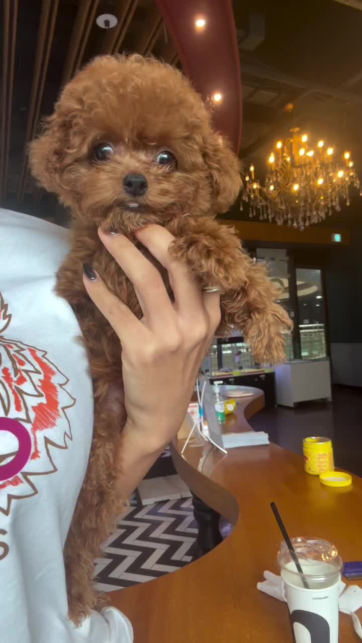 @Paradise Puppies🐶