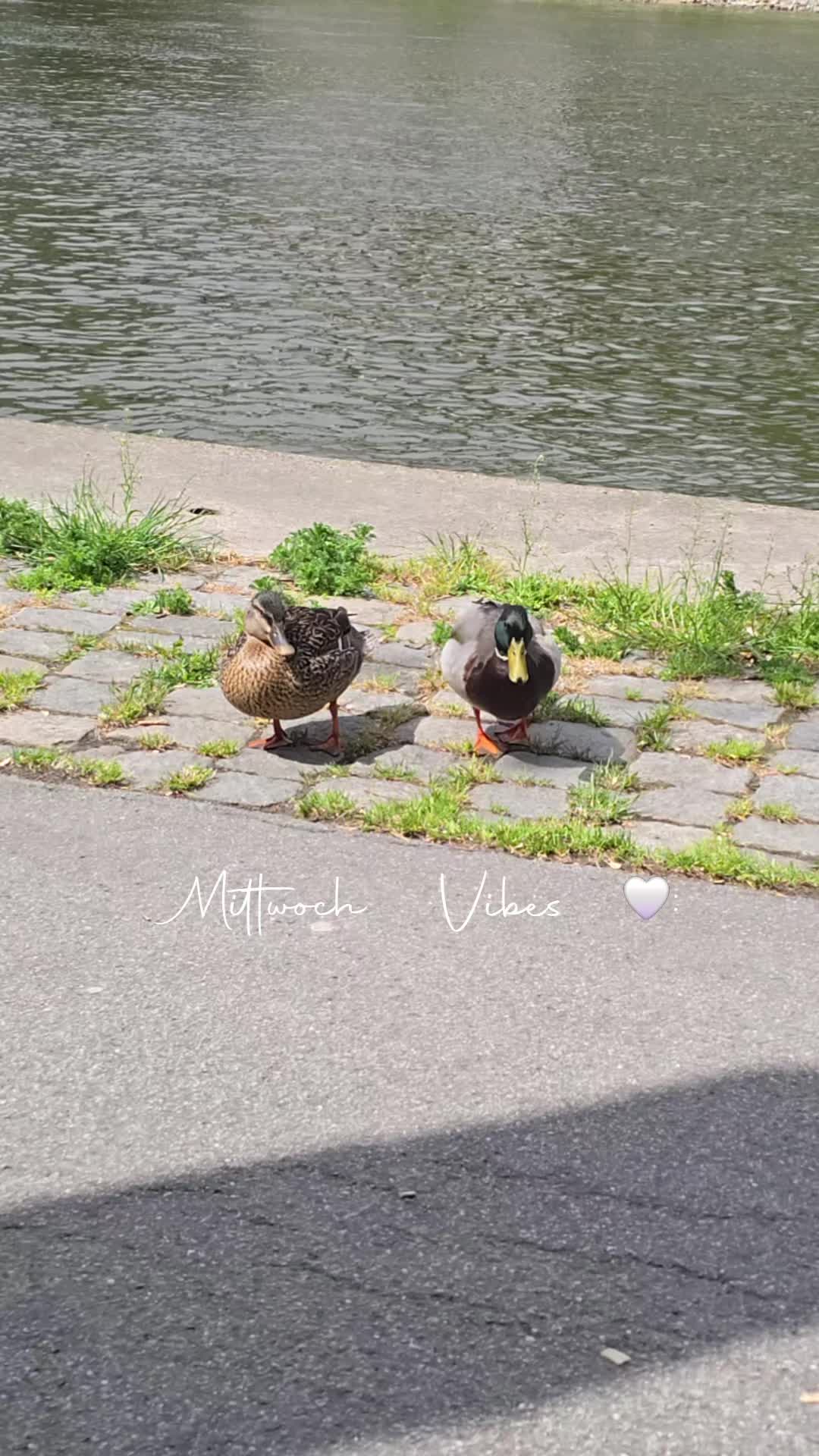 @🌪Wirbelwind🌪💚Willi💚