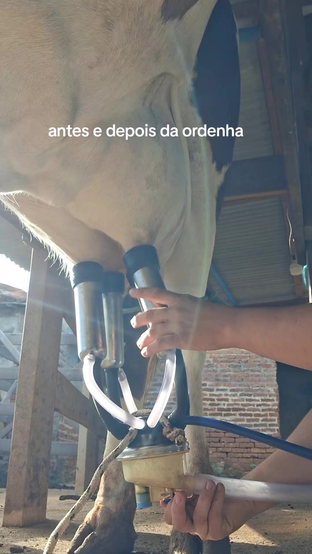 @fabiana