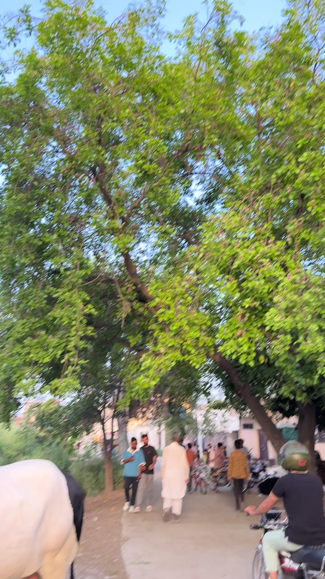 @abubakargujjar0381
