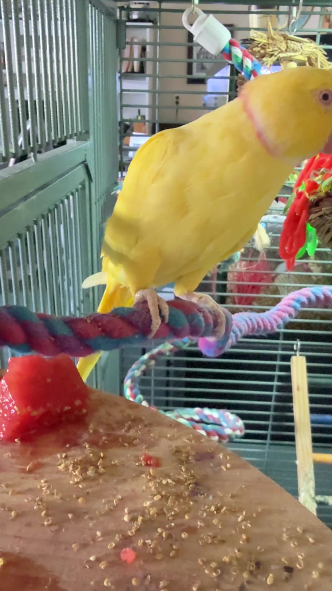 @Tweety the Ringneck