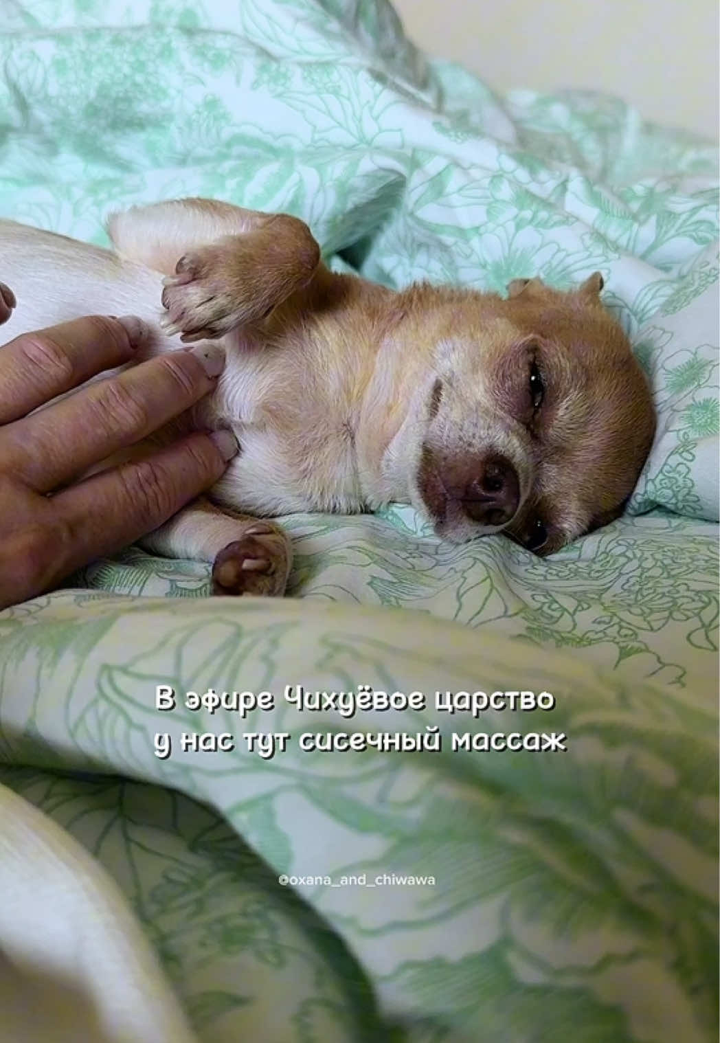 @Оксана & Чихуахуа Бонита