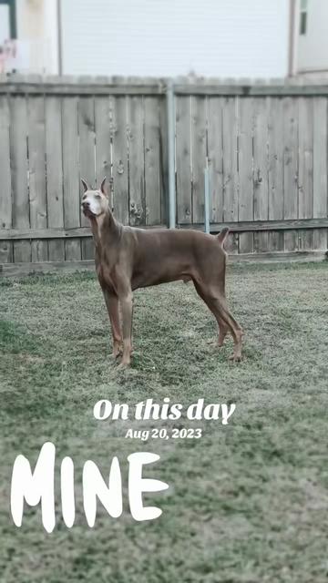 @Bree | Dog Trainer