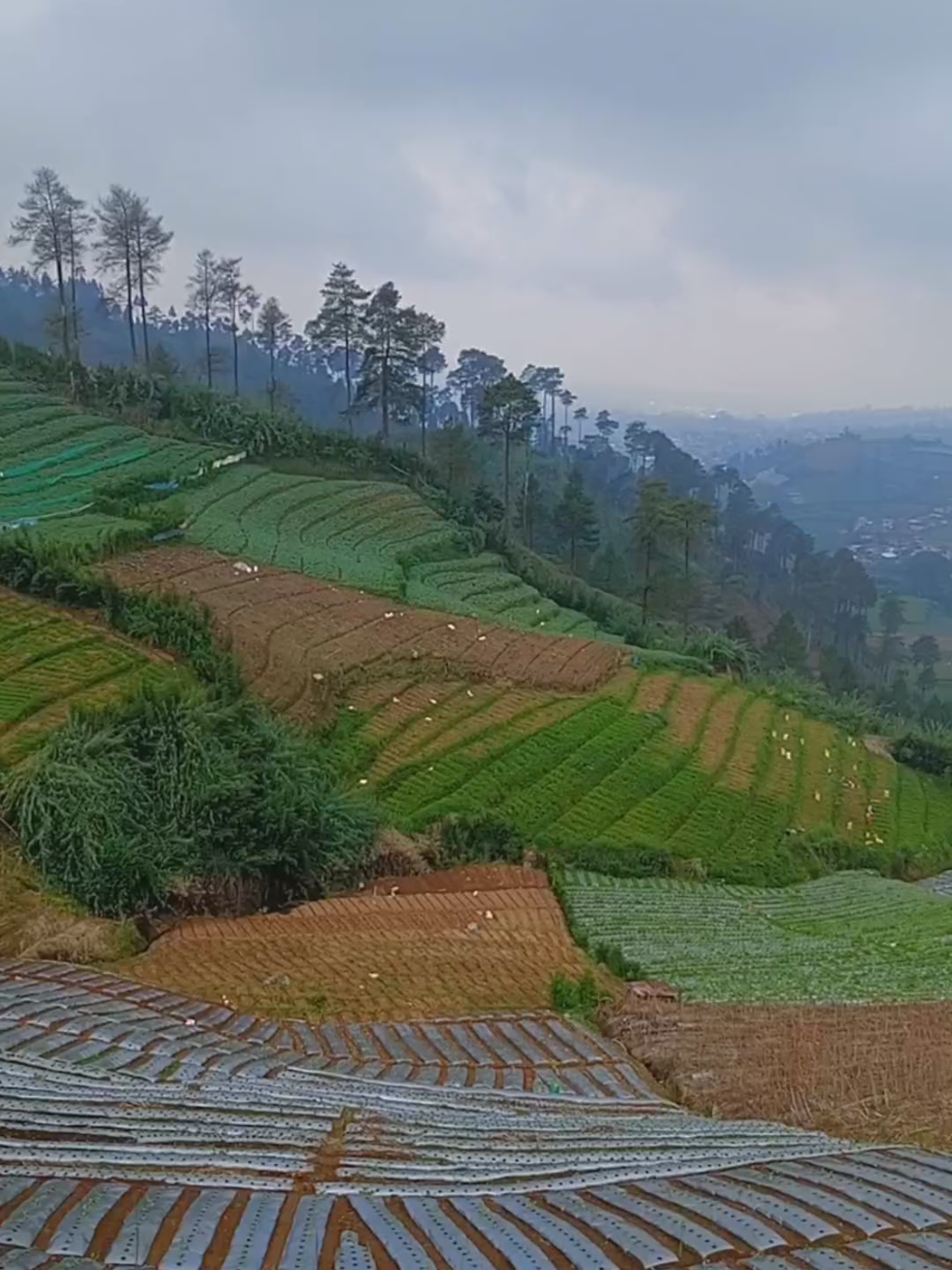 @jaka swara