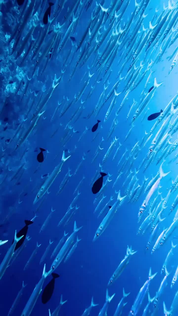 @Scuba Diving with Ara