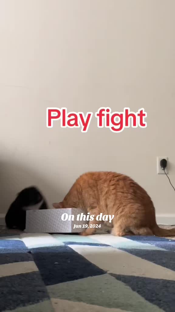 @Pablo & Luigi 🐾