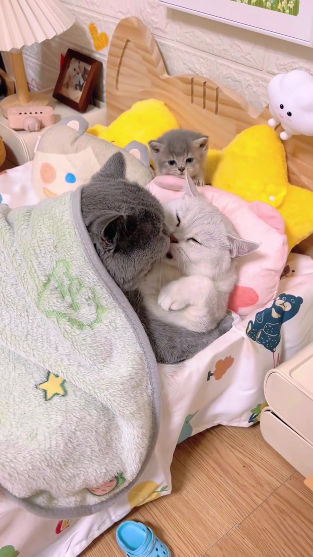 @The Kitten Council 😻😻