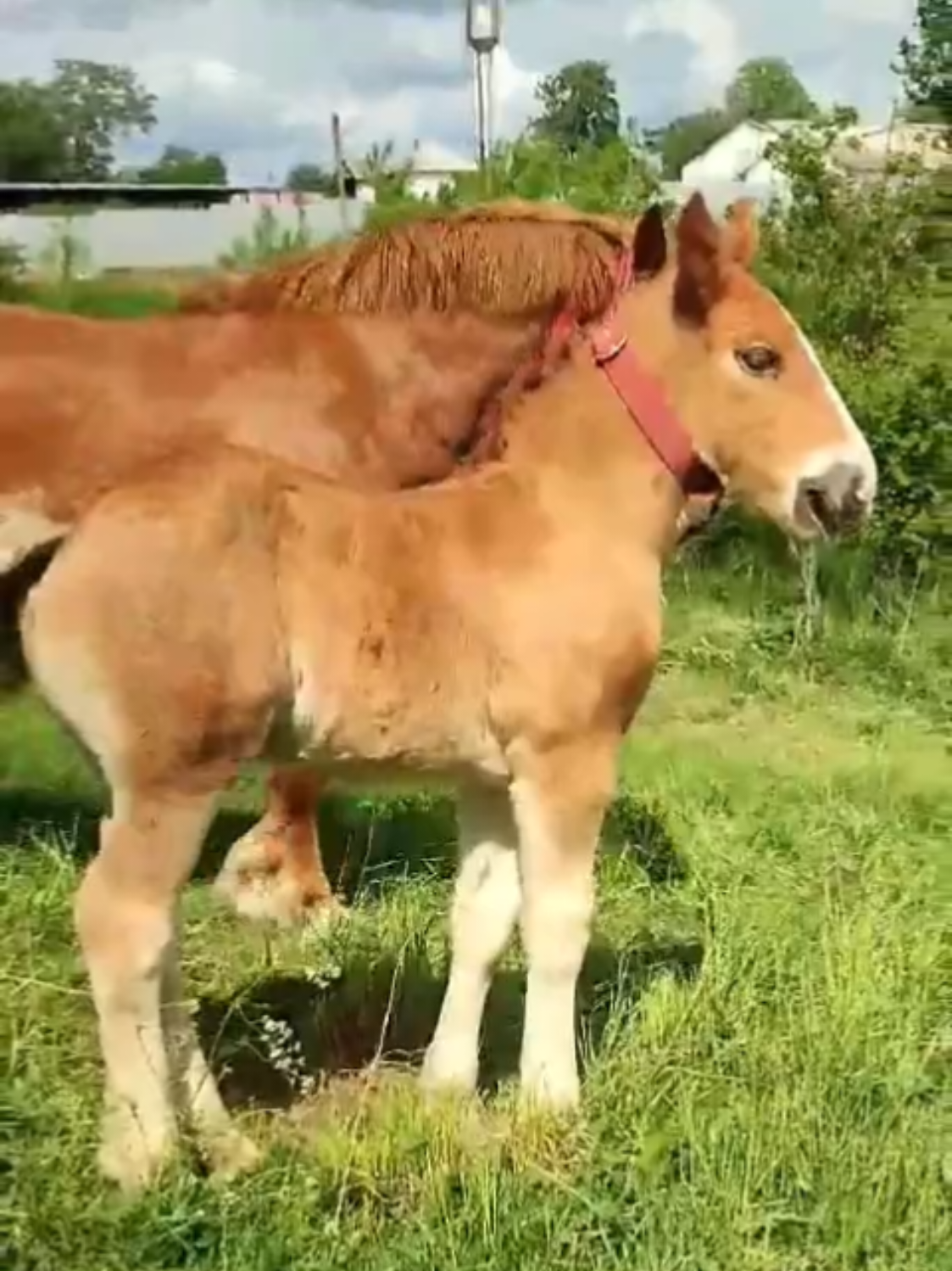 @ВАСЯ БОЙЧУК 🐎