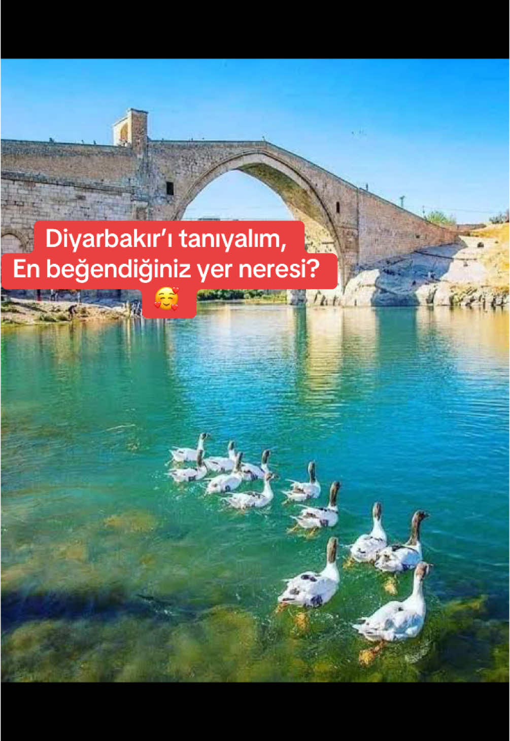 @Aylin Demir Fanları