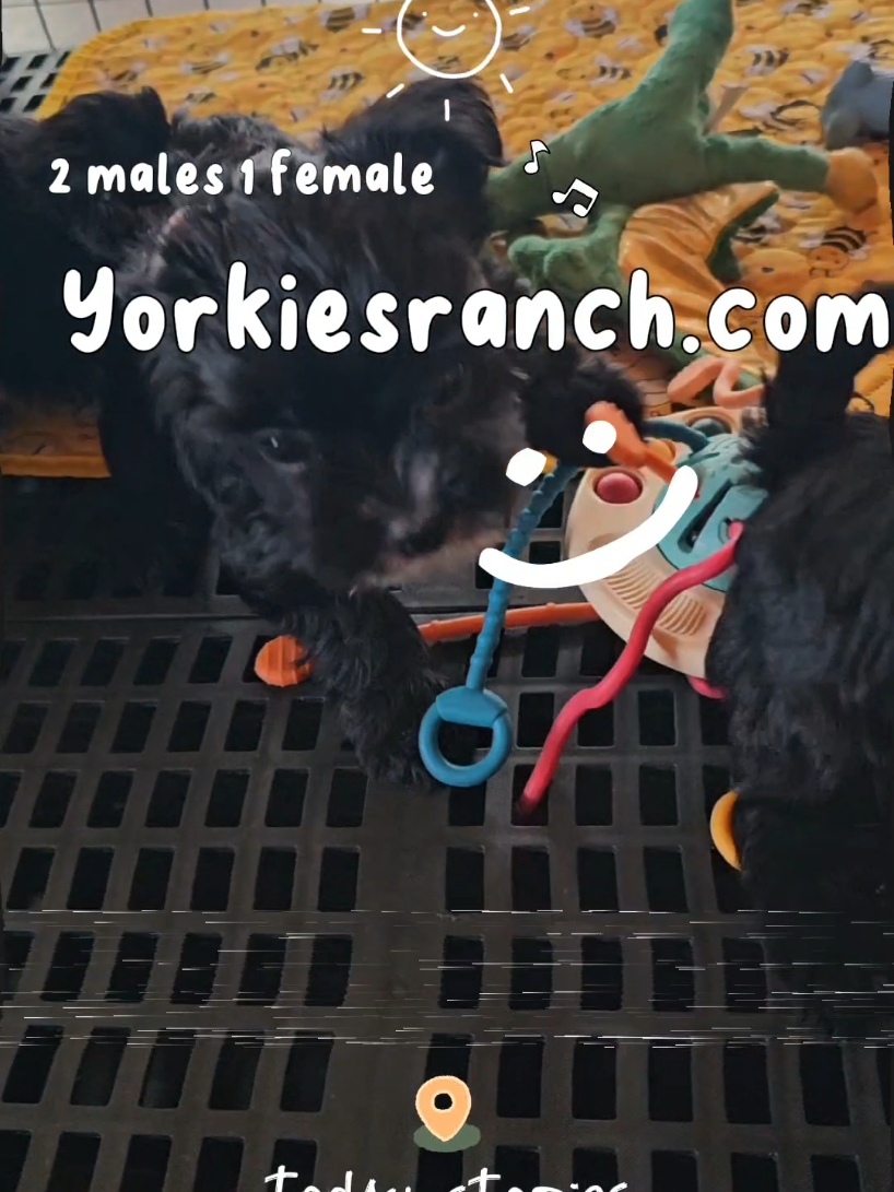 @yorkiesranch com