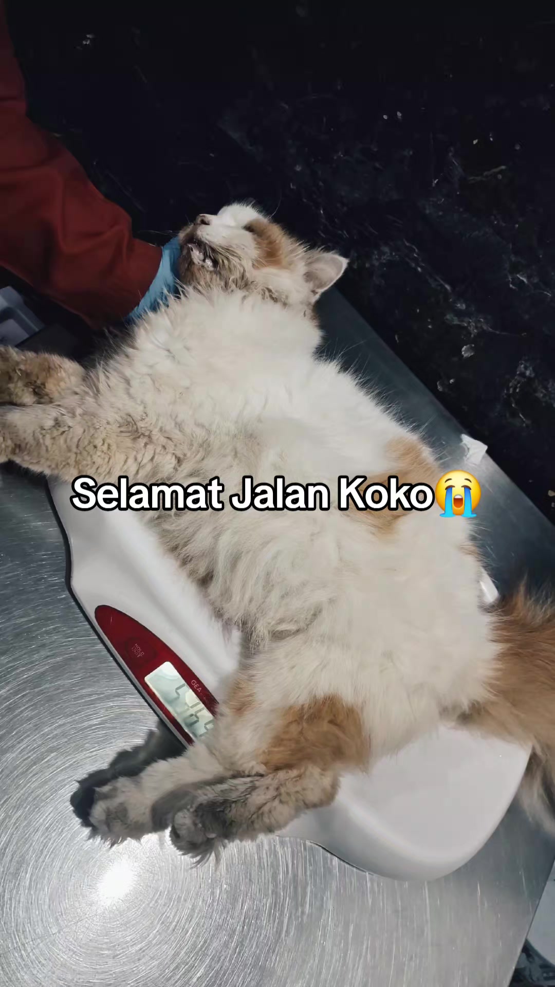 @Koko Jeriko