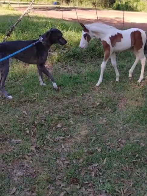 @Horses TikTok