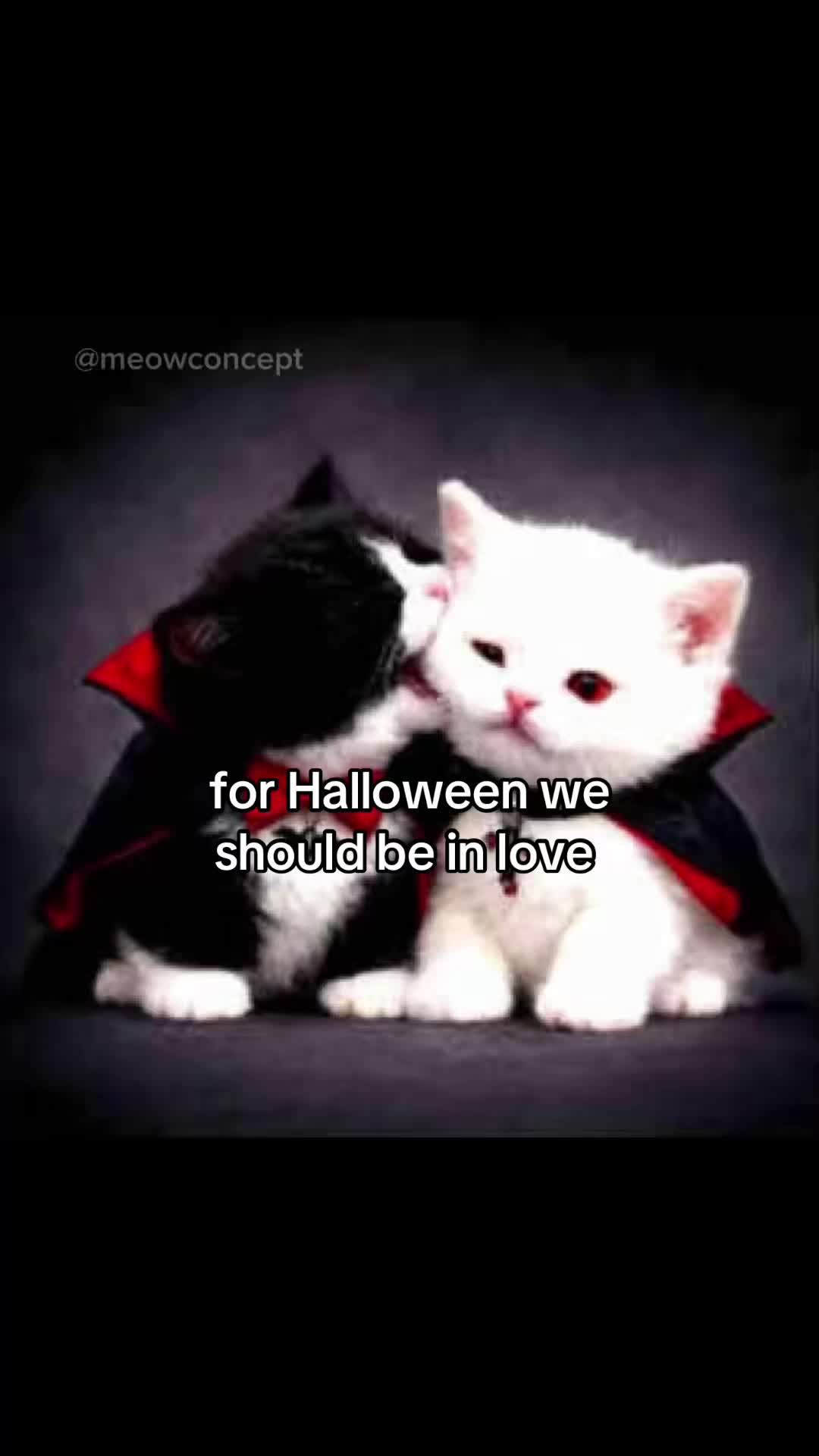 @meowconcept