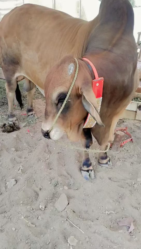 @Ustad Mato Lahoriya 1