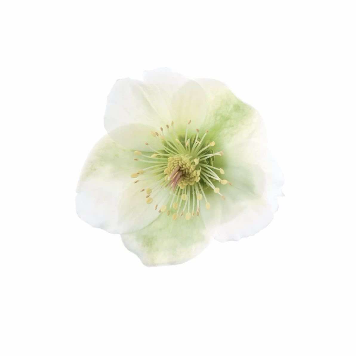 @ˏˋ°•*⁀➷