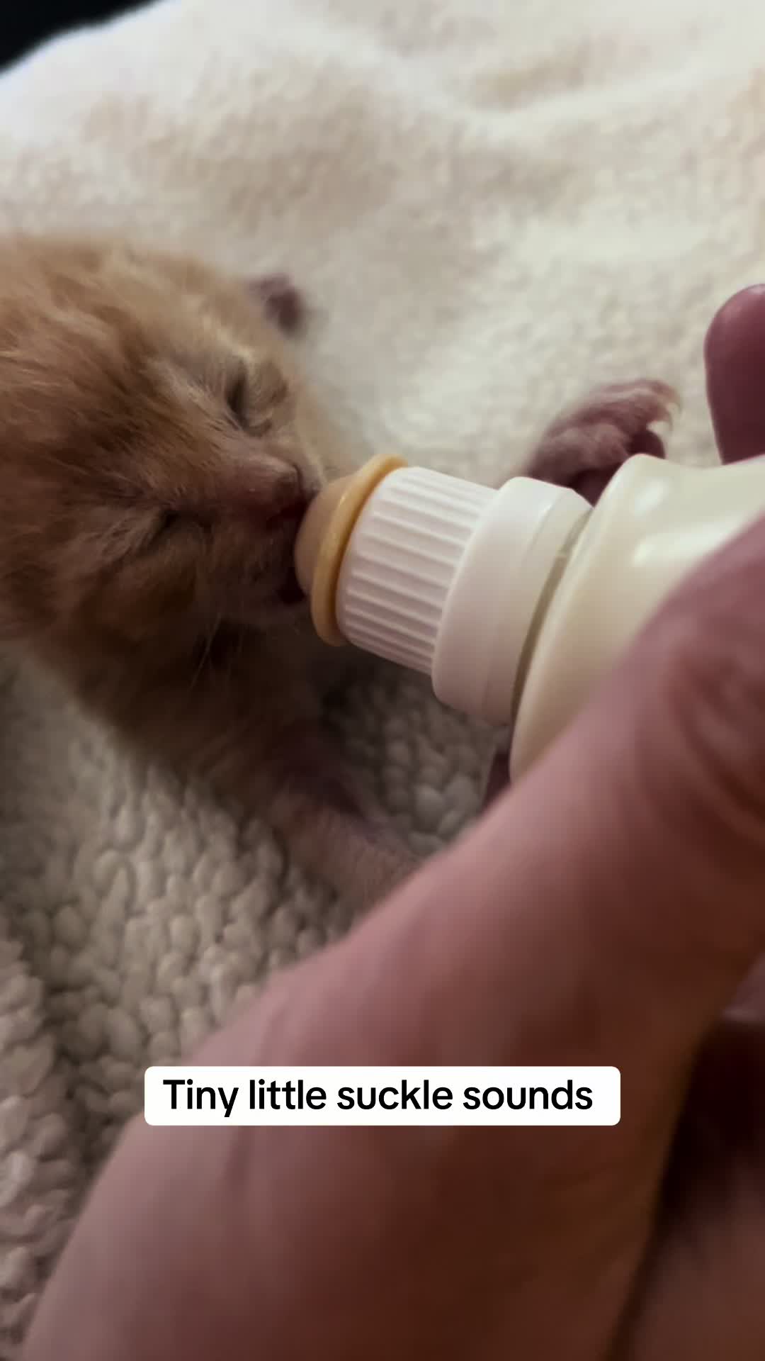 @Kitten.mama