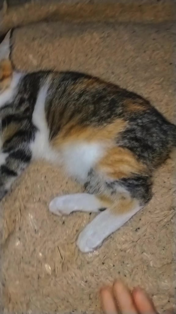 @♪🐁๑A๑🐁♪