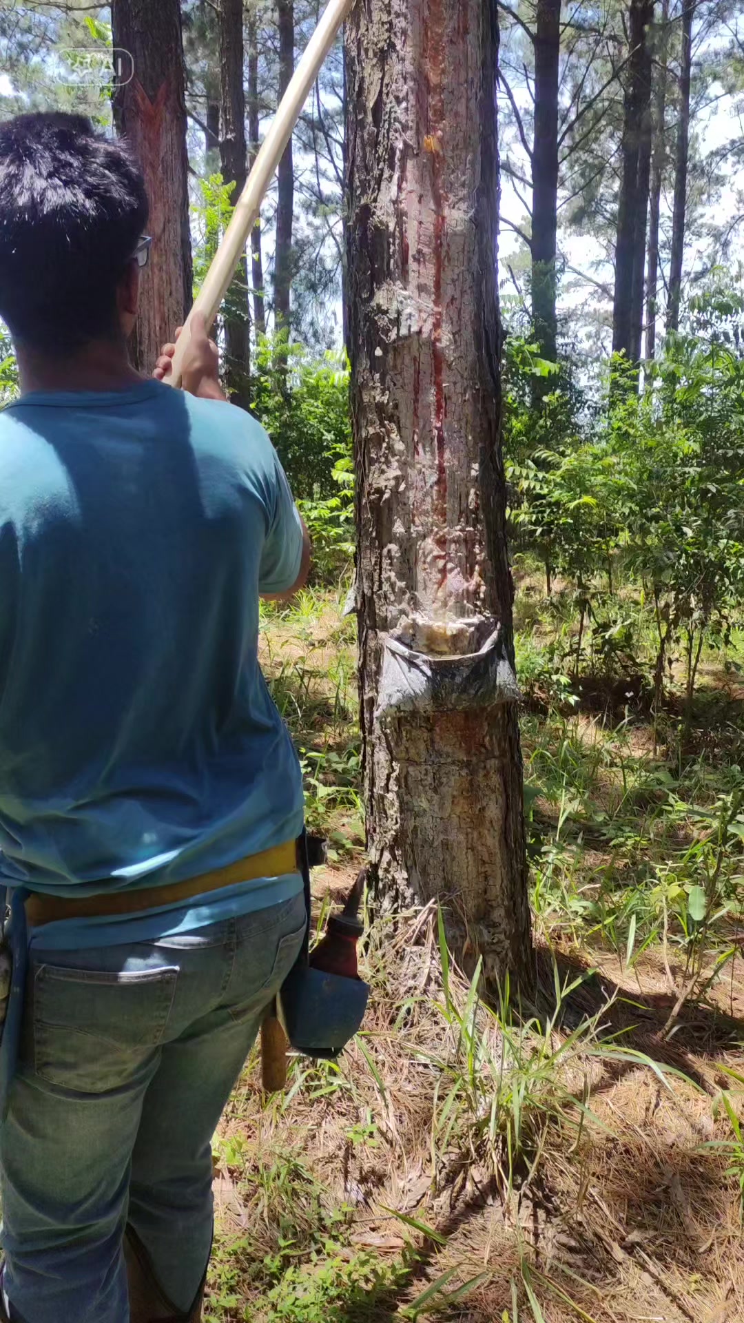 @WHresinas 🌲🛢️
