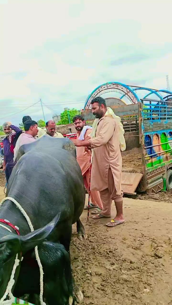 @Ch M Shahzad gujjar