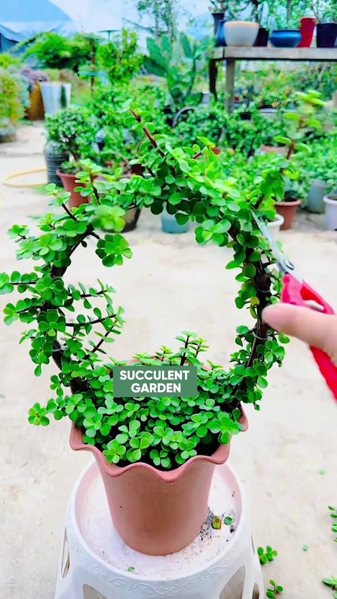 @Succulent Garden