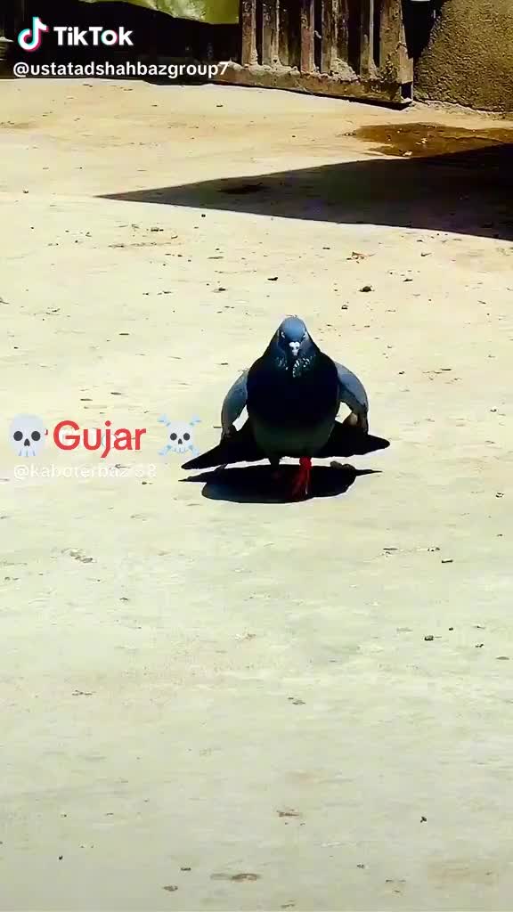 @kamran