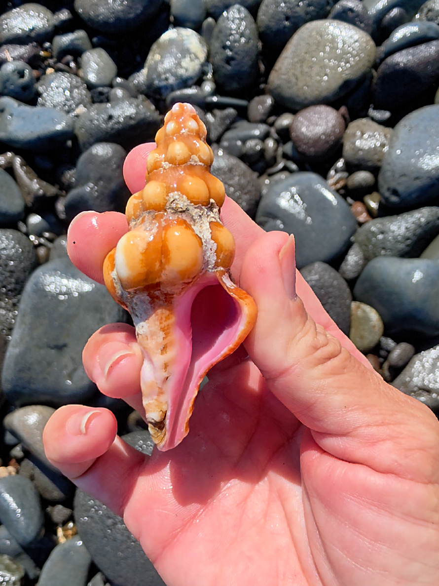 @Noe ๐ Shells