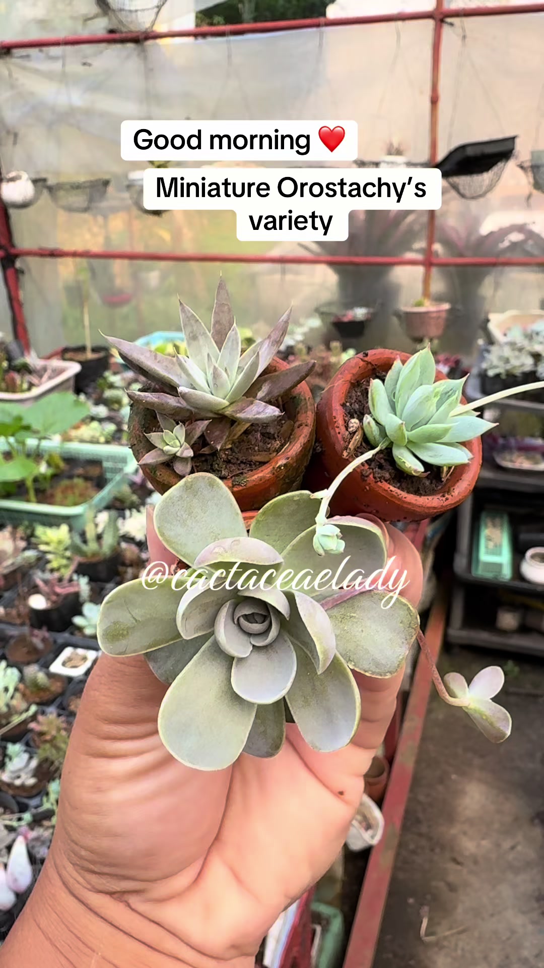 @CactaceaeLady
