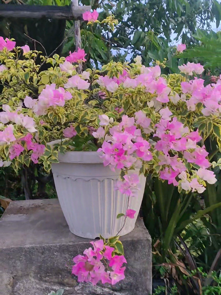 @Beautiful Garden of Eve