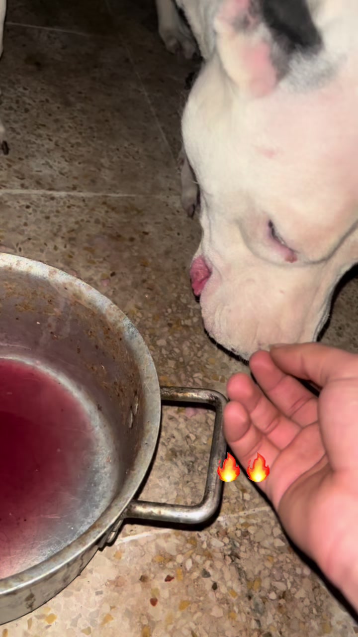 @DOGO ARGENTINO R.A.S🇦🇷🔥