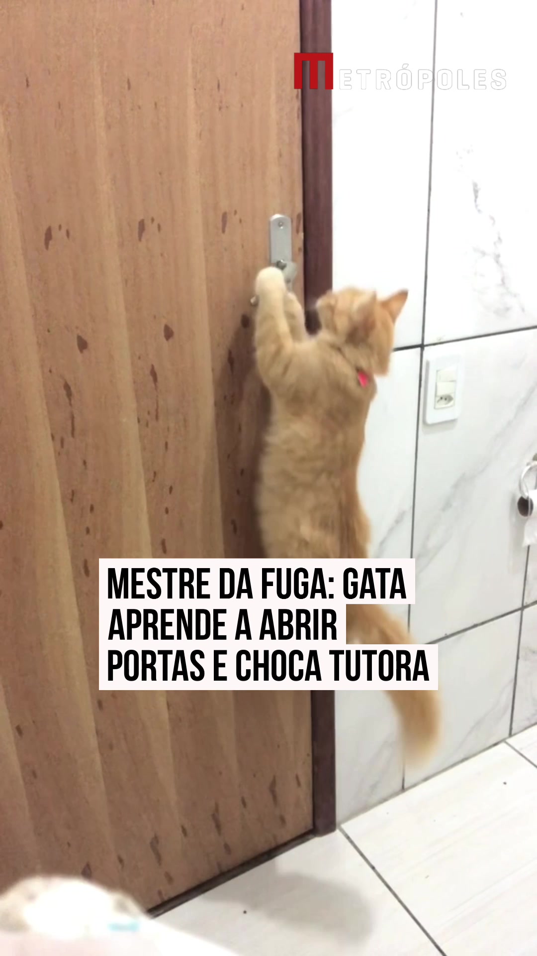 @Metrópoles Oficial