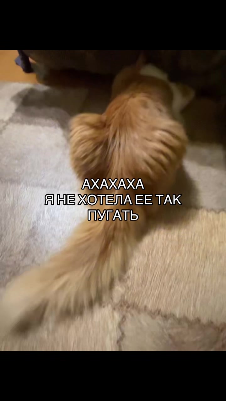 @ТГК:твоя ксюша🎀