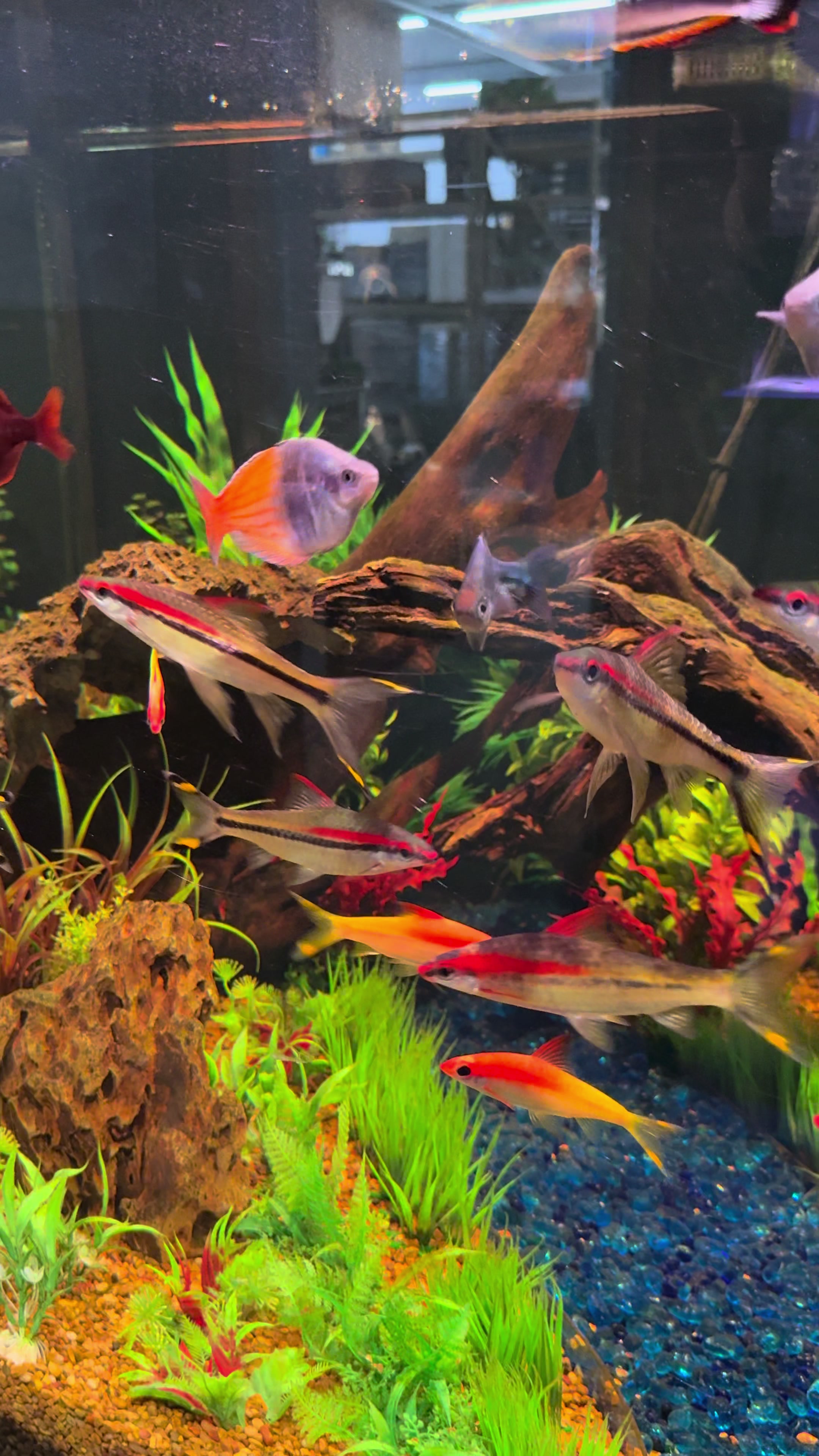 @epicfishnetwork