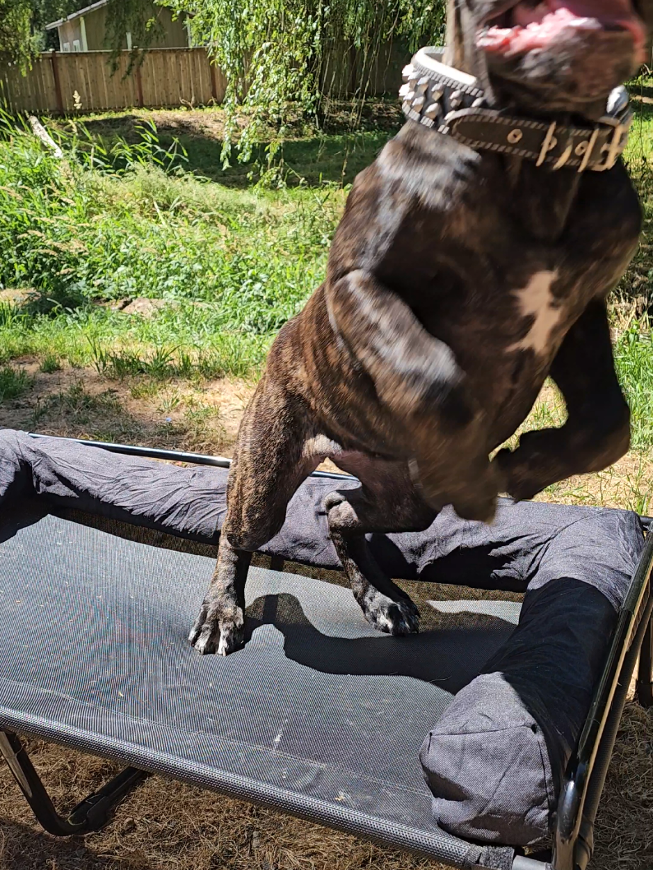 @SalmonCreekCaneCorso
