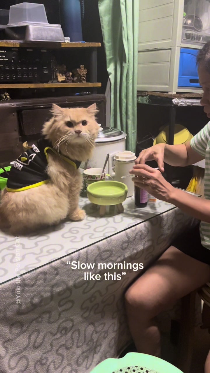 @Yuki the Persian Cat