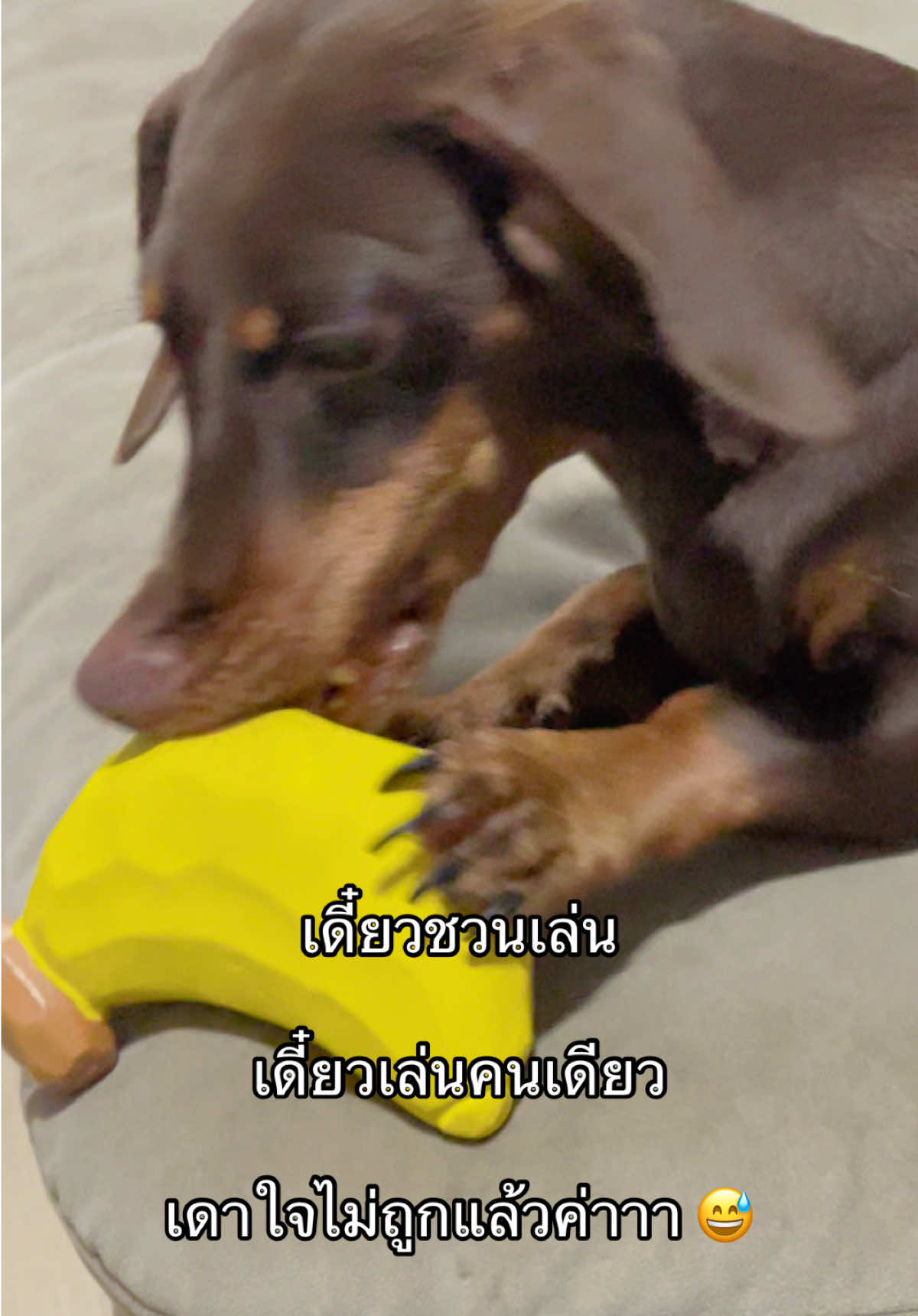 @ไนร่าไอติมยูนิ🐾Mini dachshund