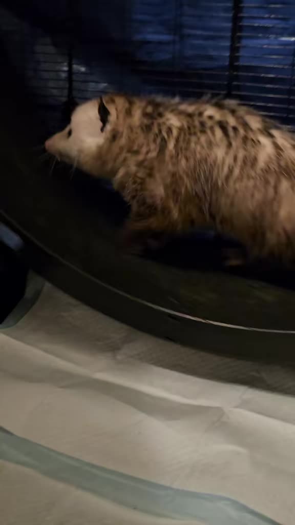 @OPOSSUMDAWGMOM