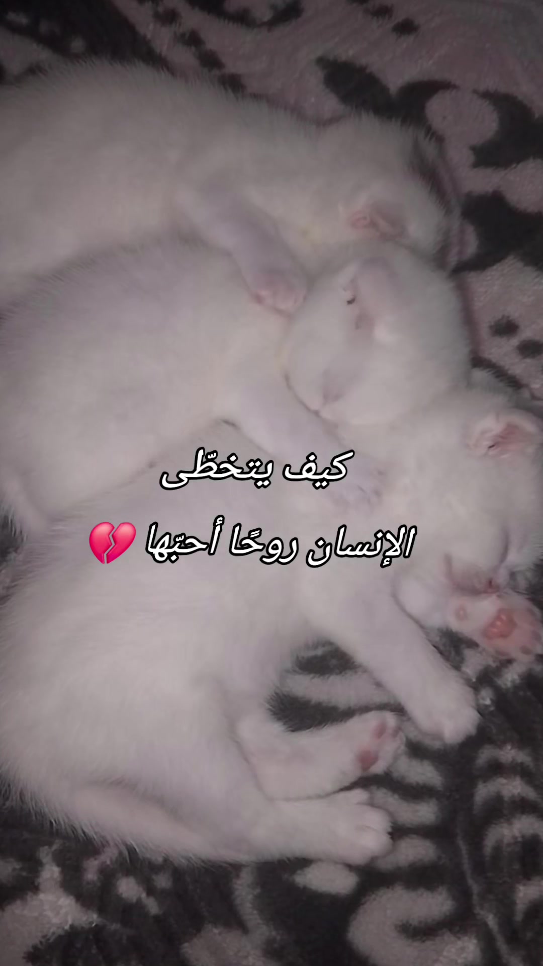@آمـۦـَِيِࢪتهٰٰ۬ـۦـَِم🧸⃟҉ـﹻۧ