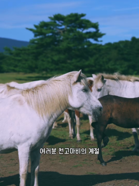 @제주도