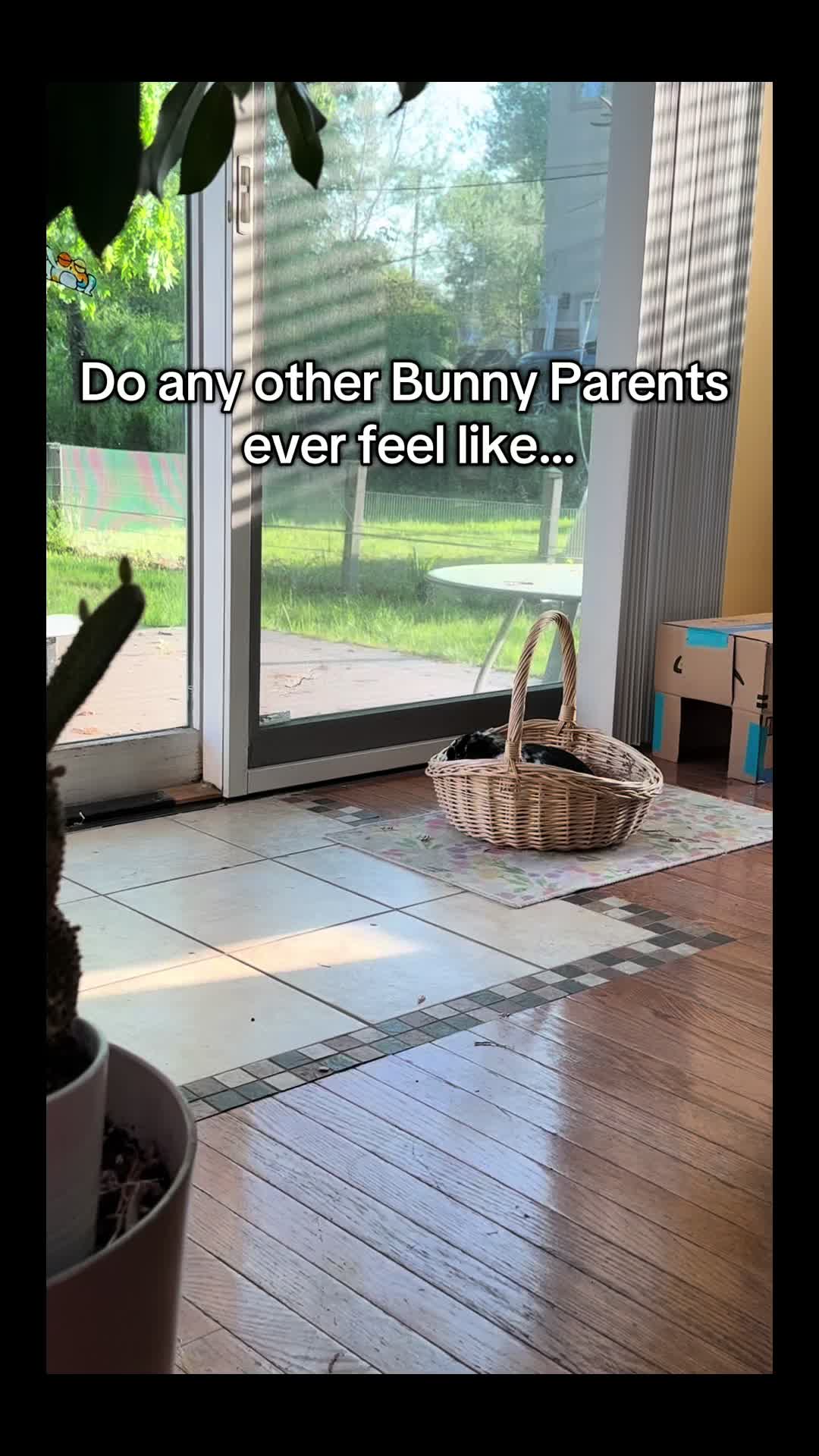 @Pablo the rabbit