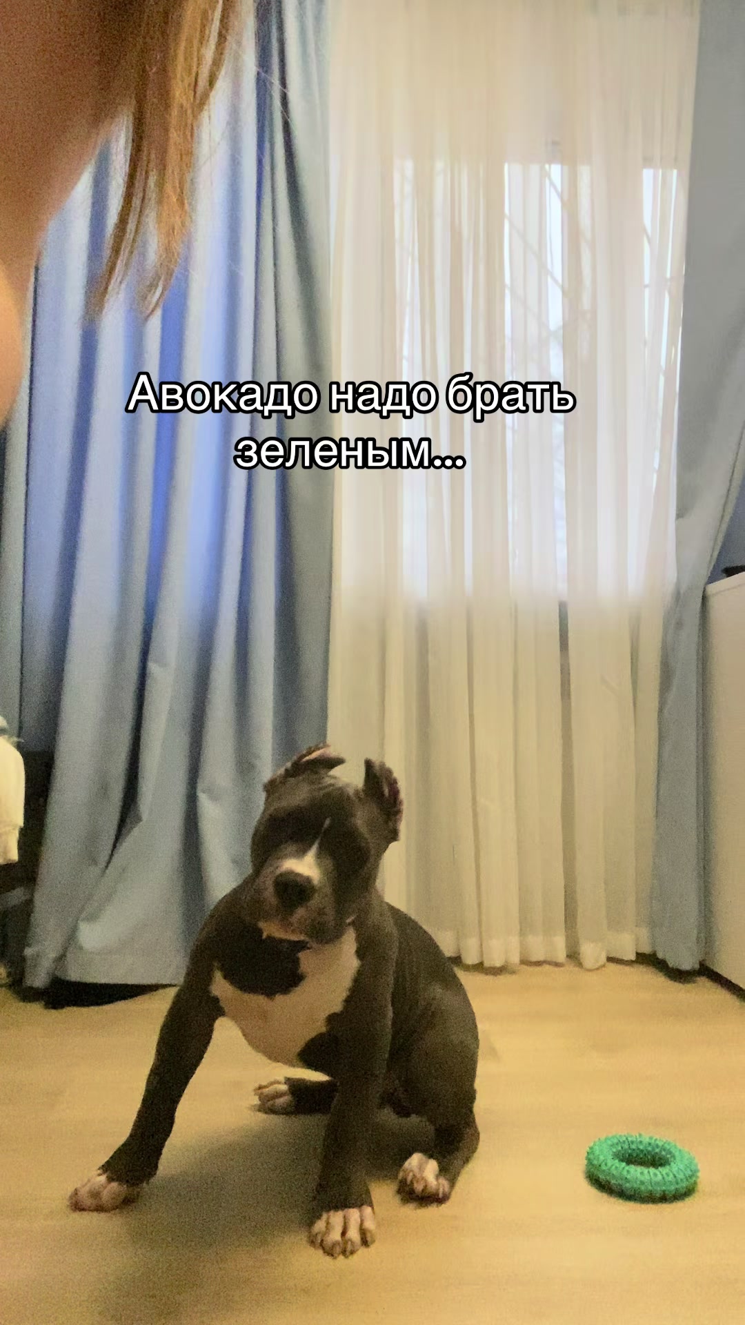 @Odessa Bully kennel