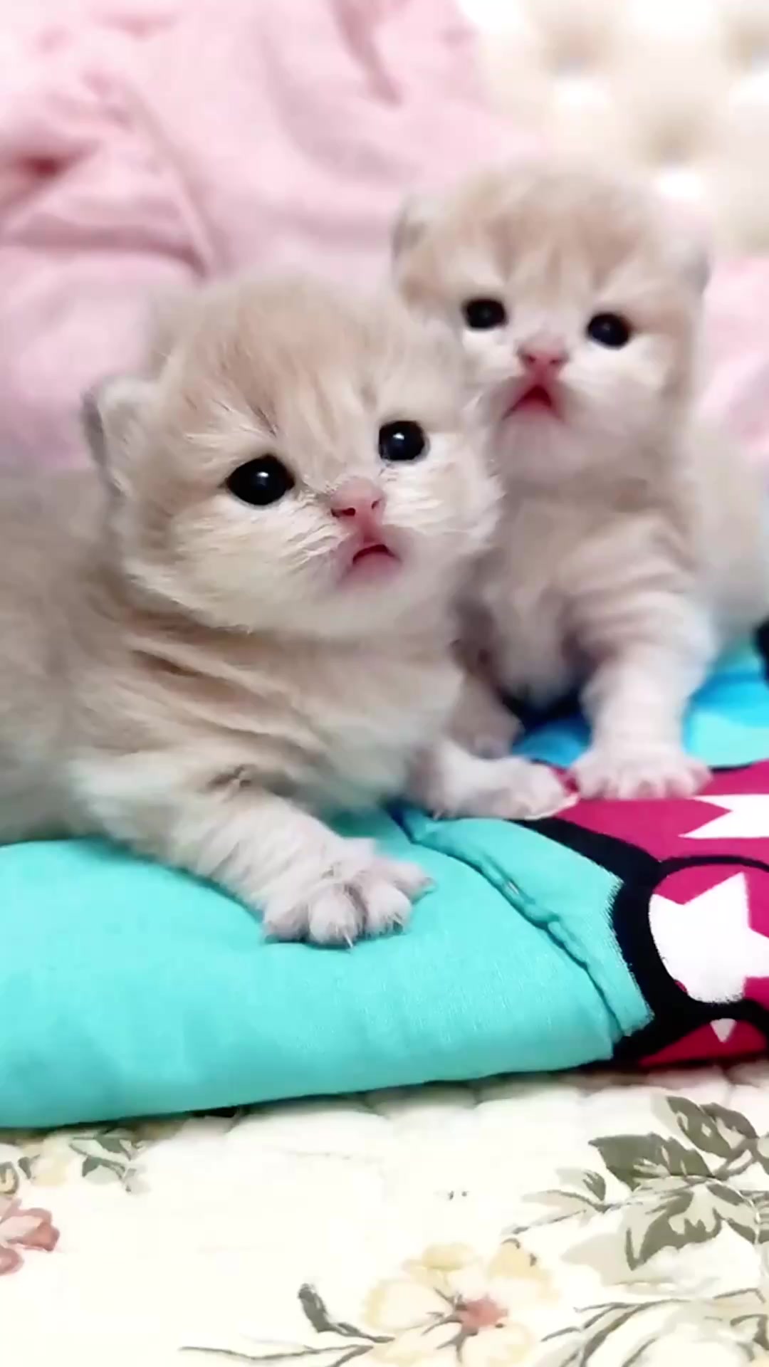 @catbosssss