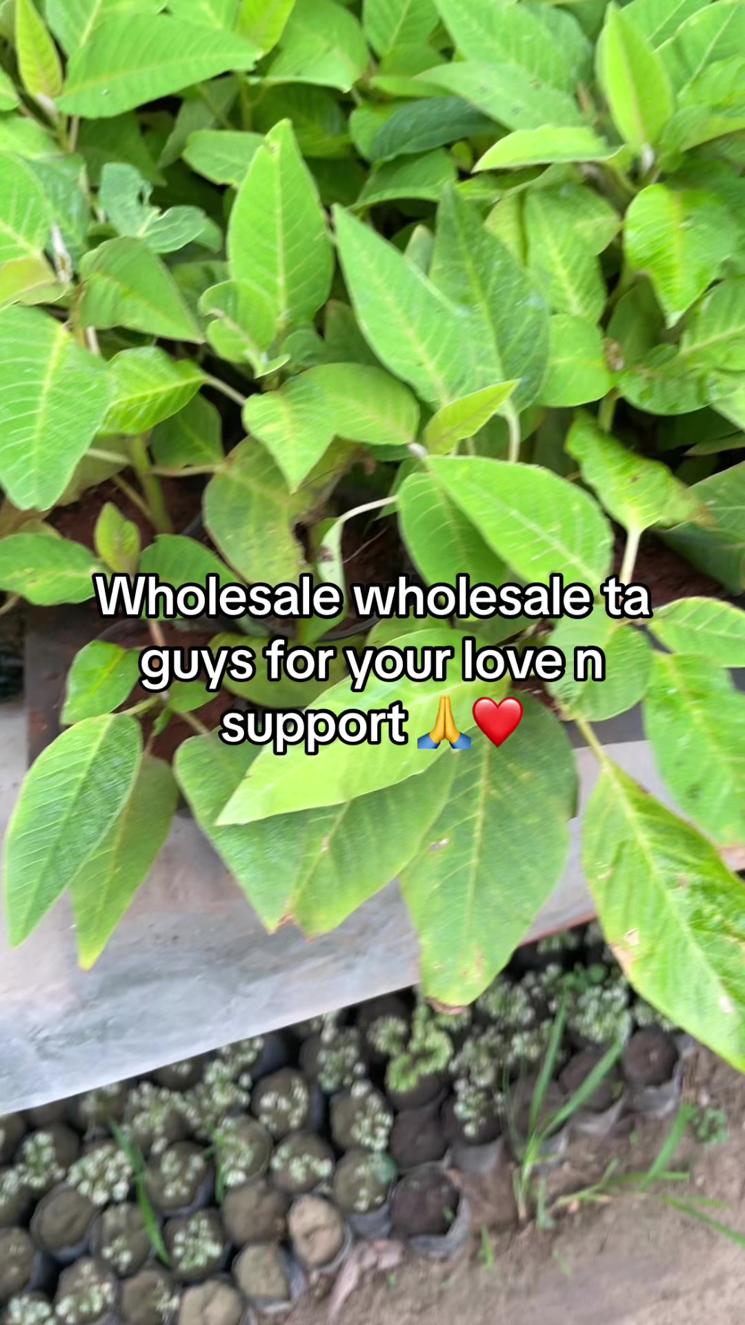 @KRistinaNURSARY ❤️🌲