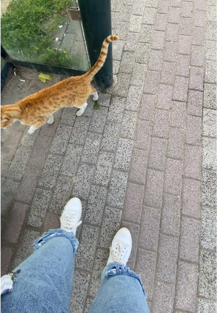 @𝓐𝔂𝓼̧𝓮𝓰𝓾̈𝓵 ⭐️