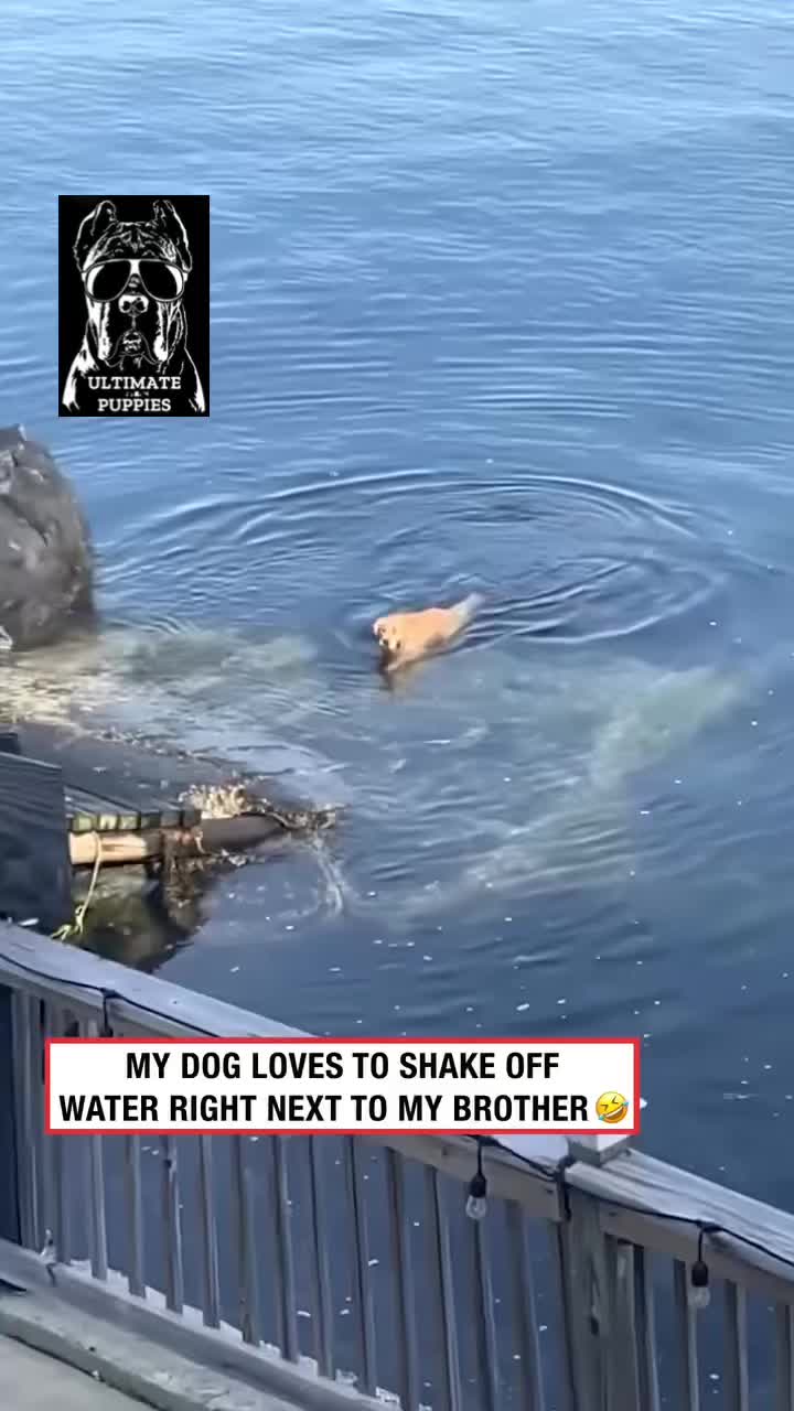 @Ultimate Puppies