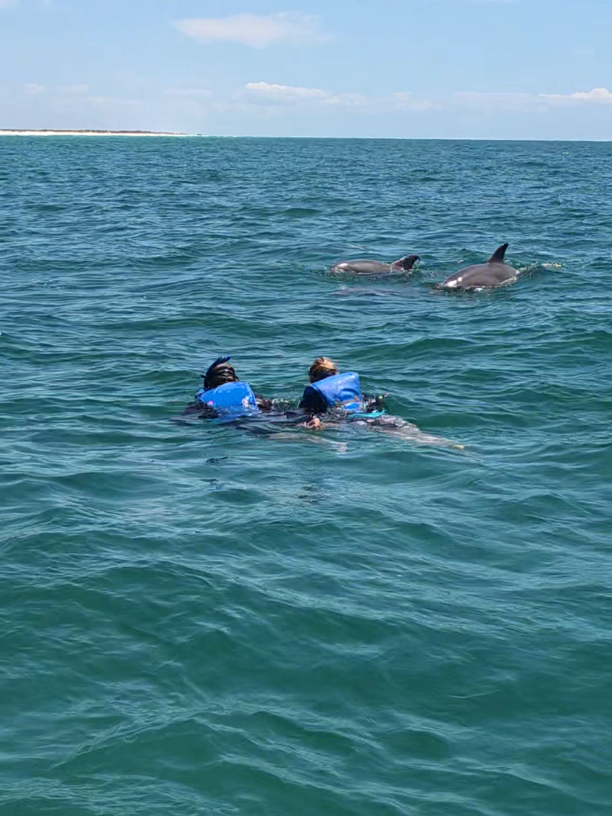 @Shell Island Dolphin Tours 🐬