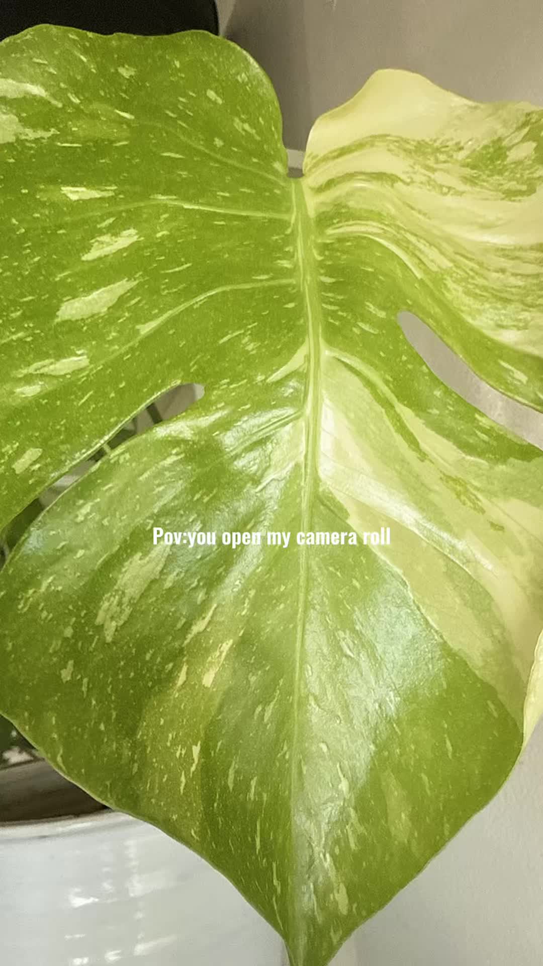 @plant_trappin_apothecary