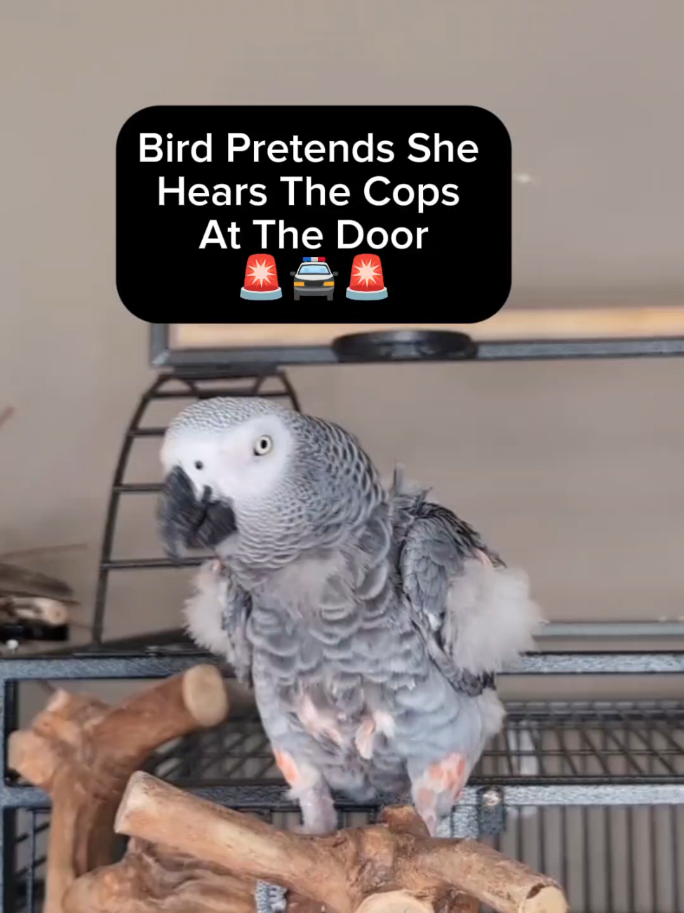 @Cosmothefunnyparrot