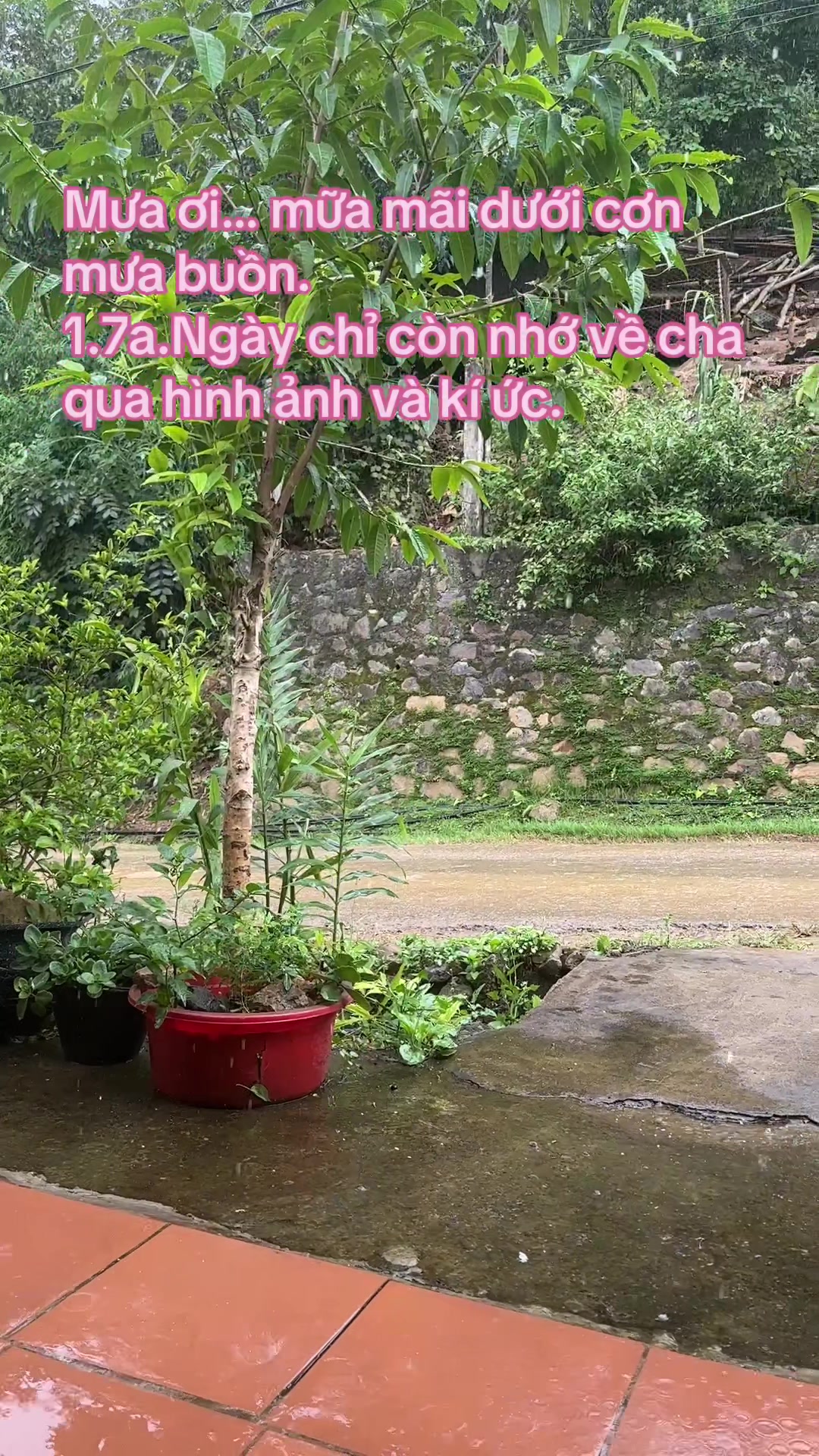 @Hoa sún ( nhí nhố)